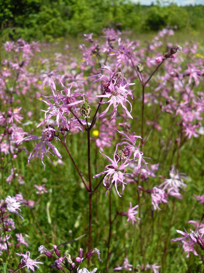 گل توسرخ آشفته